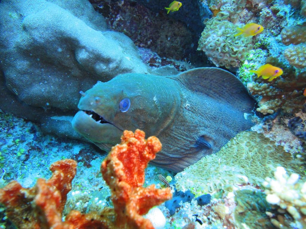 Chill Holidays Maldives Maamigili Eksteriør bilde