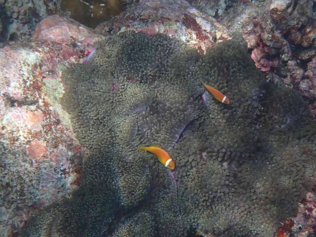 Chill Holidays Maldives Maamigili Eksteriør bilde